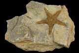 Ordovician Starfish (Petraster?) Fossil - Morocco #178809-1
